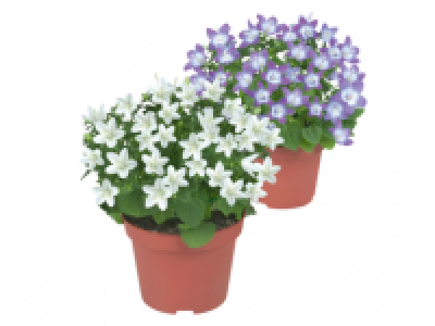 Lidl  Italian Bell Flower (Campanula)