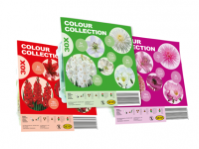 Harmony Colour Theme Flower Bulbs