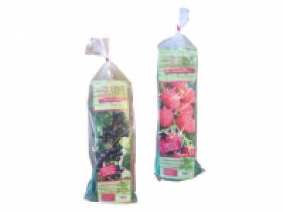 Triple Pack Bare Root Fruit Bushes