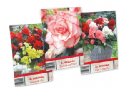 Begonia Bulbs