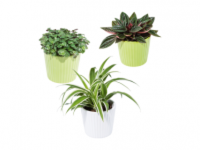Mini Succulents in Stone Pot