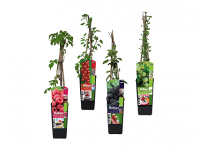 Berry Bushes