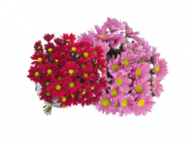 Fresh Cut Flowers