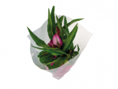 Mothers Day Lillies