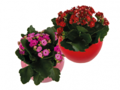 Kalanchoe in Ceramic Heart
