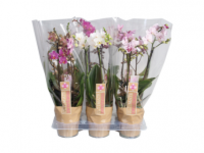 Phalaenopsis in Sleeve