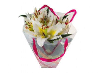 Lily Plant in Gift Bag