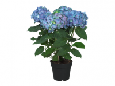 Hydrangea 6.99 €