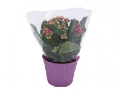 Kalanchoe in Pot