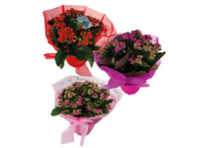 Kalanchoe in Luxury Gift Sleeve