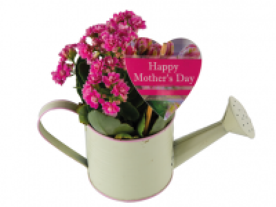 Kalanchoe Watering Can