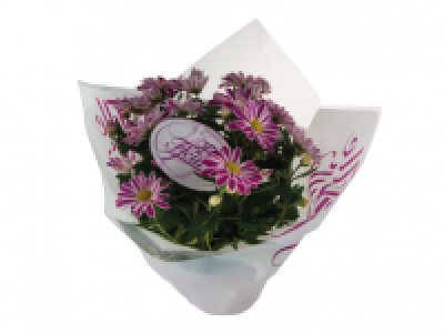 Chrysanthemum Elle Fleur