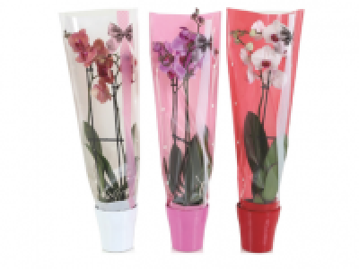 Phalaenopsis in Ceramic Pot 12.99 €