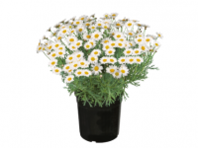 Large Marguerite Bush 6.99 €