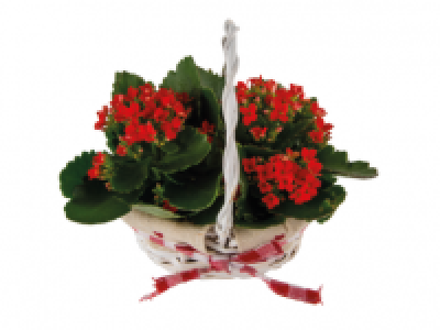 Kalanchoe Mini Basket