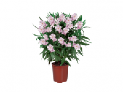 Extra Large Magnolia 9.99 €