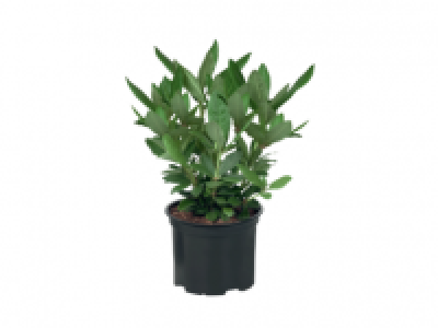 Giant Rhododendron 13.99 €