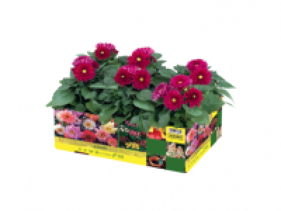 Bedding Plants 2.49 €