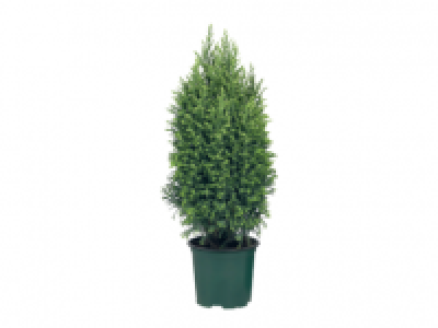 Goldcrest Wilma 3.99 €