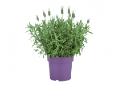 Lavender 3.99 €