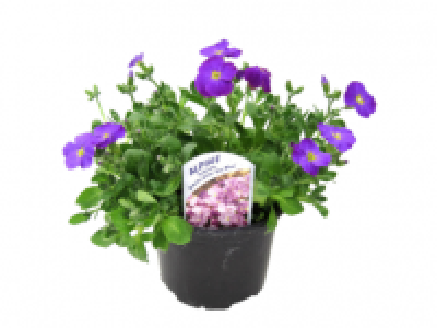 Aubretia 1.49 €