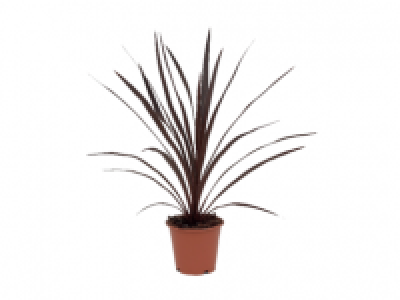 Cordyline Red Star 4.99 €