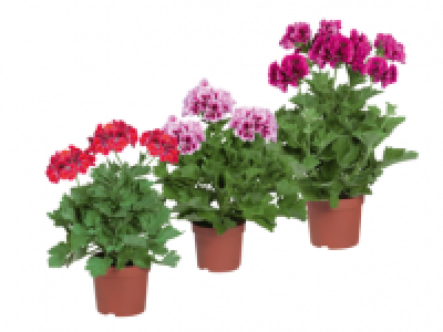 English Geranium 2.99 €