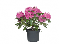 Lidl  Large Rhododendron