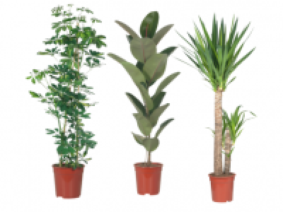 Large Indoor Plant 14.99 €