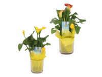 Lidl  Calla in Glass with Chick