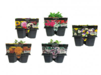 Bedding Plants 2.99 €