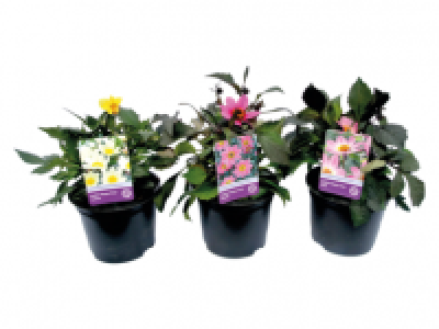 Dahlia 2.49 €