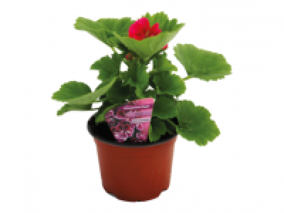 Regal Pelargonium 3.99 €