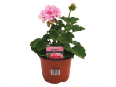 Zonal Geraniums 1.99 €