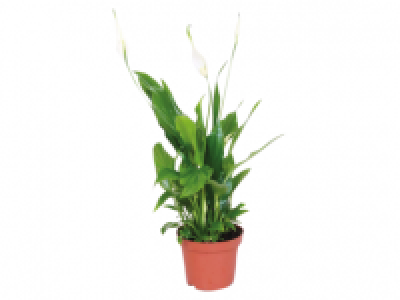 Peace Lily 1.49 €