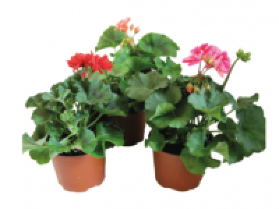 Geranium 1.99 €