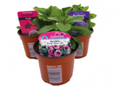 Trailing Petunias (Surfinias) 1.99 €