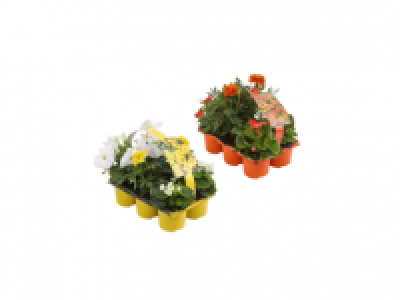 Bedding Plants 5.99 €