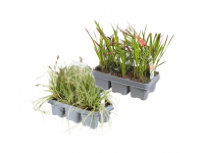 Ornamental Grass Mix 6.99 €