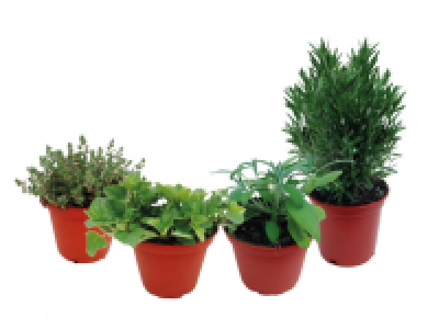 Potted Herbs 2.99 €