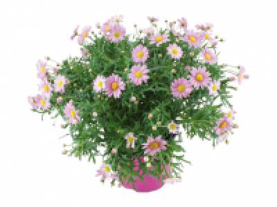 Large Marguerite Bush 9.99 €