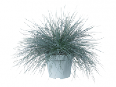 Festuca Blue Grass 4.99 €