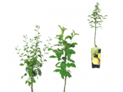 Potted Fruit Trees 11.99 €