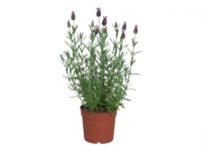 French Lavender 3.99 €