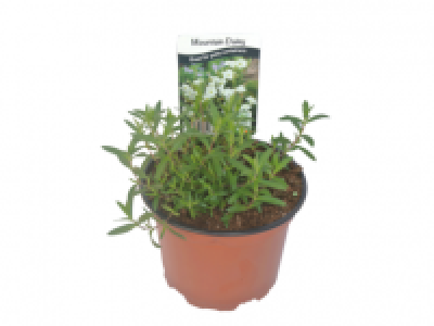 Mountain Daisy 3.99 €