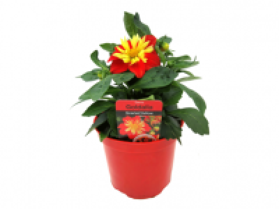 Dahlia Goldalia 2.99 €