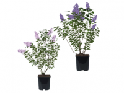 Californian Lilac 2.99 €