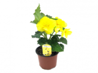 Begonia 2.49 €