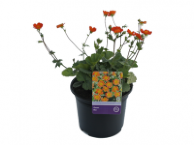 Geum 3.99 €