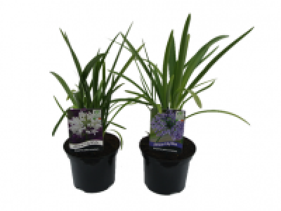 African Lily 3.99 €